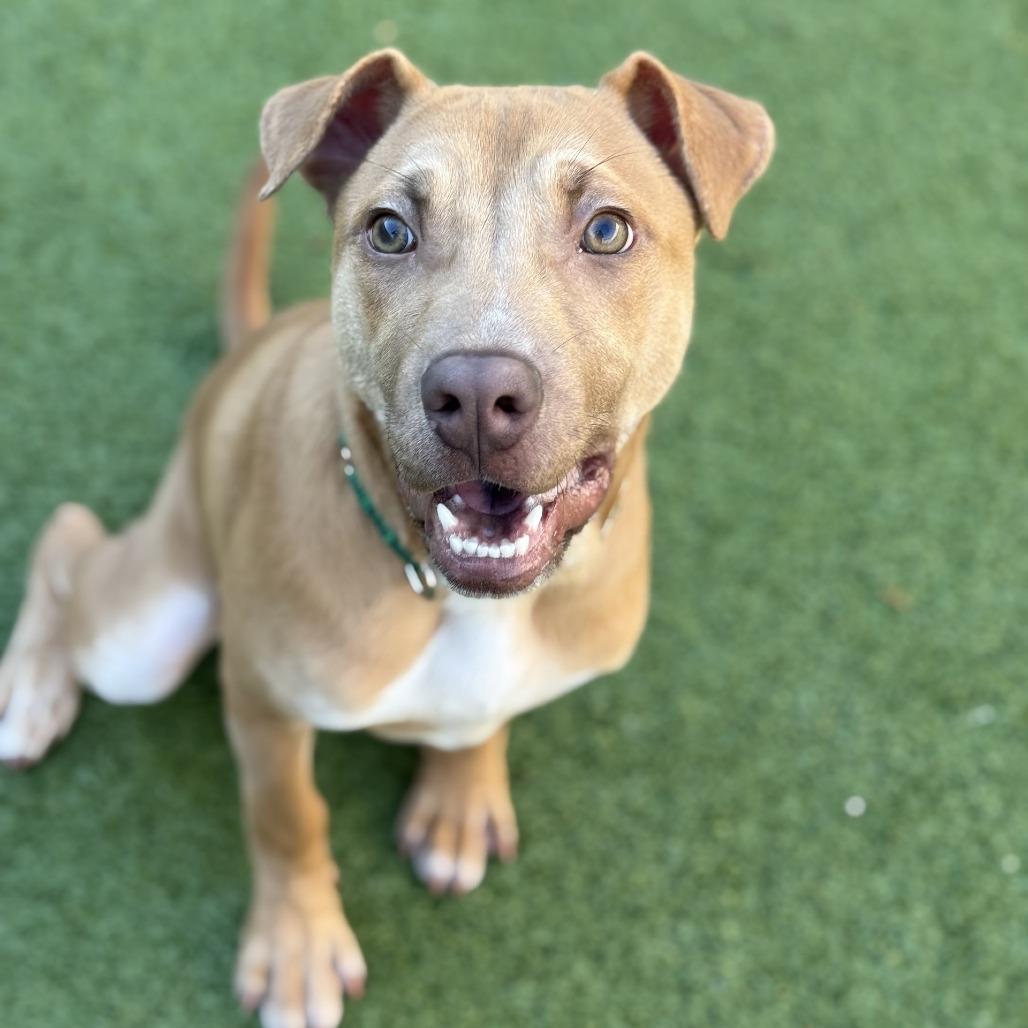 Clover, Adoptable, Young Male Pit Bull Terrier & Chow Chow.