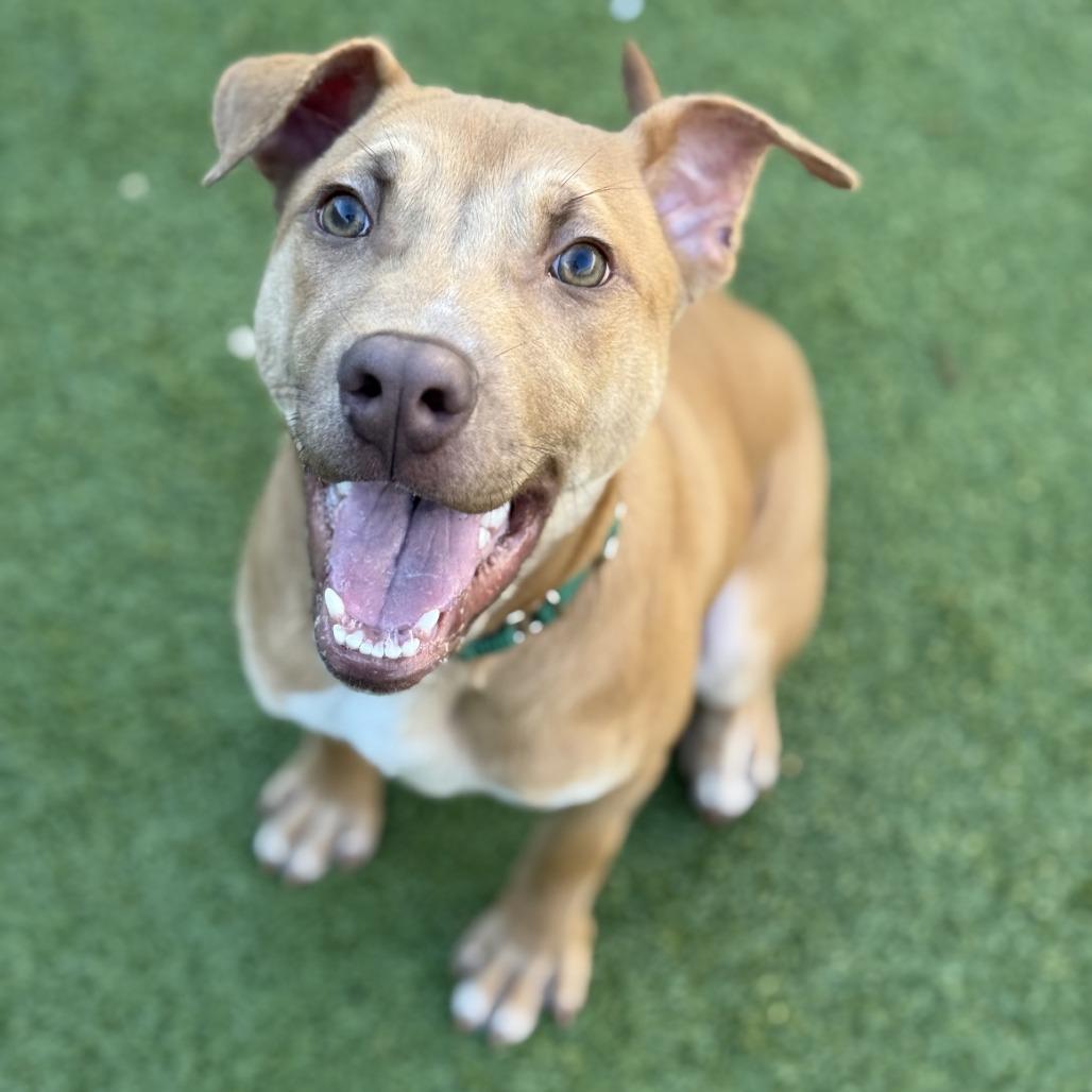 Enlarge Clover, a Adoptable mixed breed in Greensboro, NC image 2/6