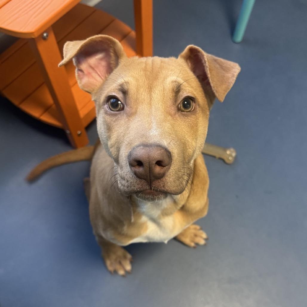 Enlarge Clover, a Adoptable mixed breed in Greensboro, NC image 3/6
