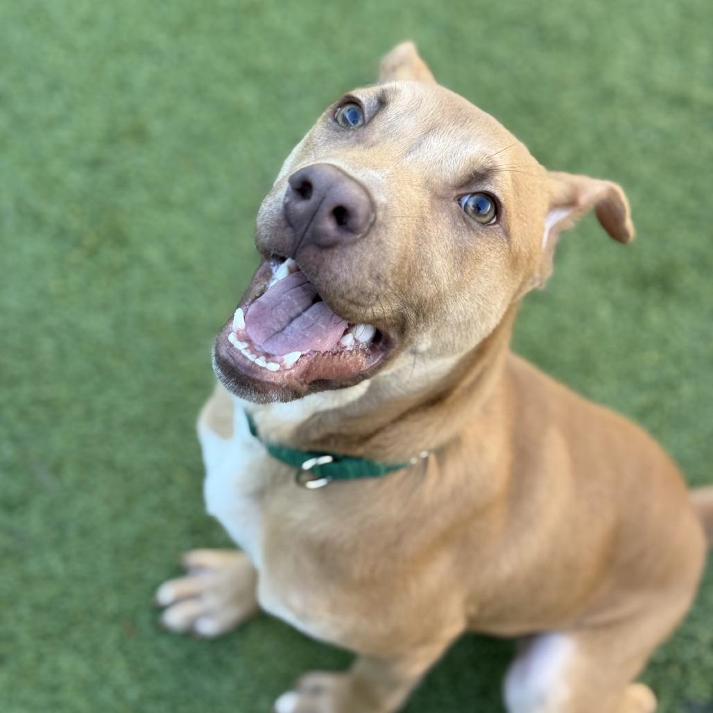 Enlarge Clover, a Adoptable mixed breed in Greensboro, NC image 4/6