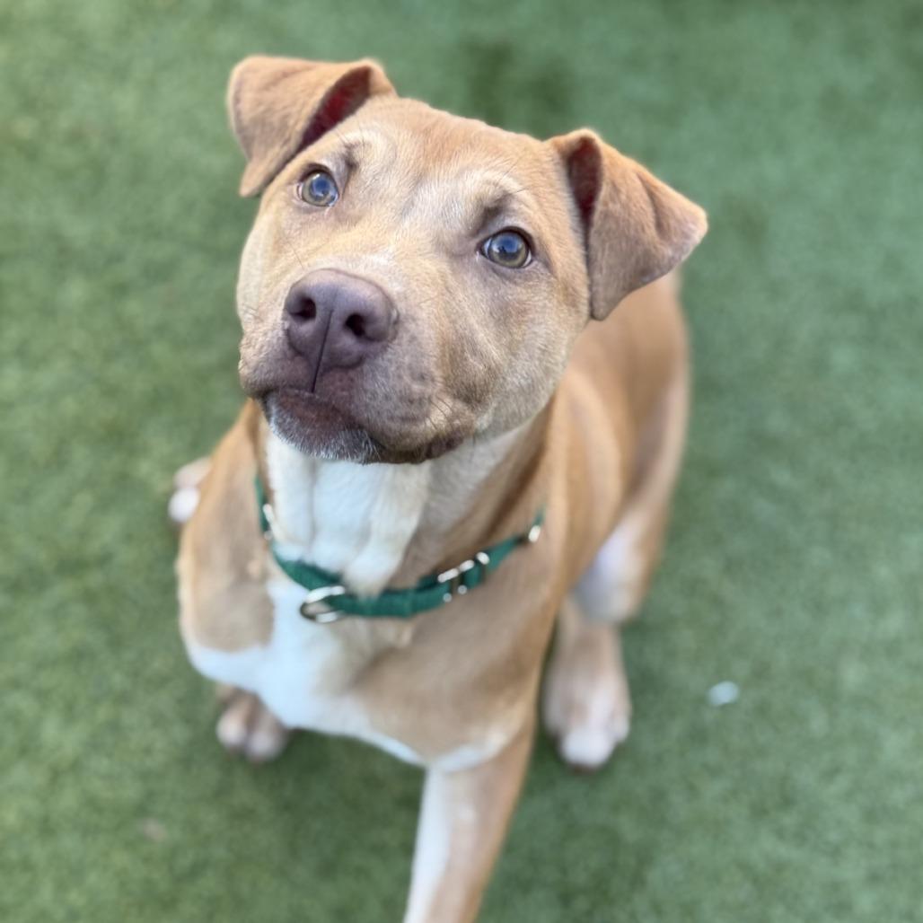 Enlarge Clover, a Adoptable mixed breed in Greensboro, NC image 5/6