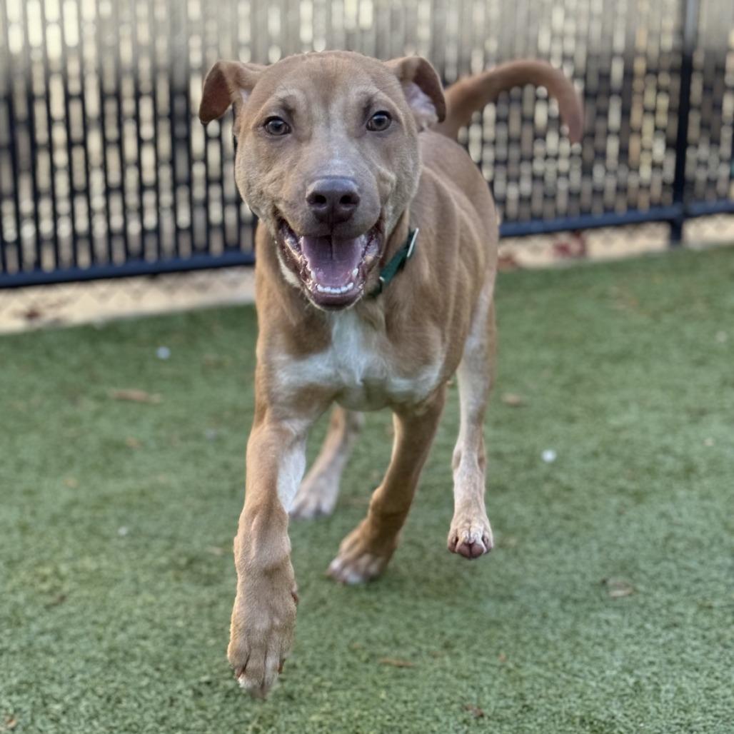 Enlarge Clover, a Adoptable mixed breed in Greensboro, NC image 6/6