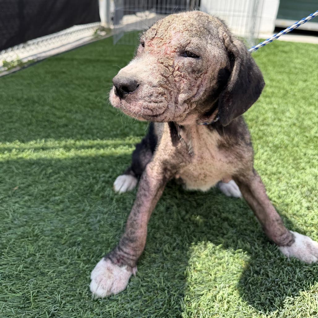 Annie, Adoptable, Young Female Pit Bull Terrier & Mixed Breed.