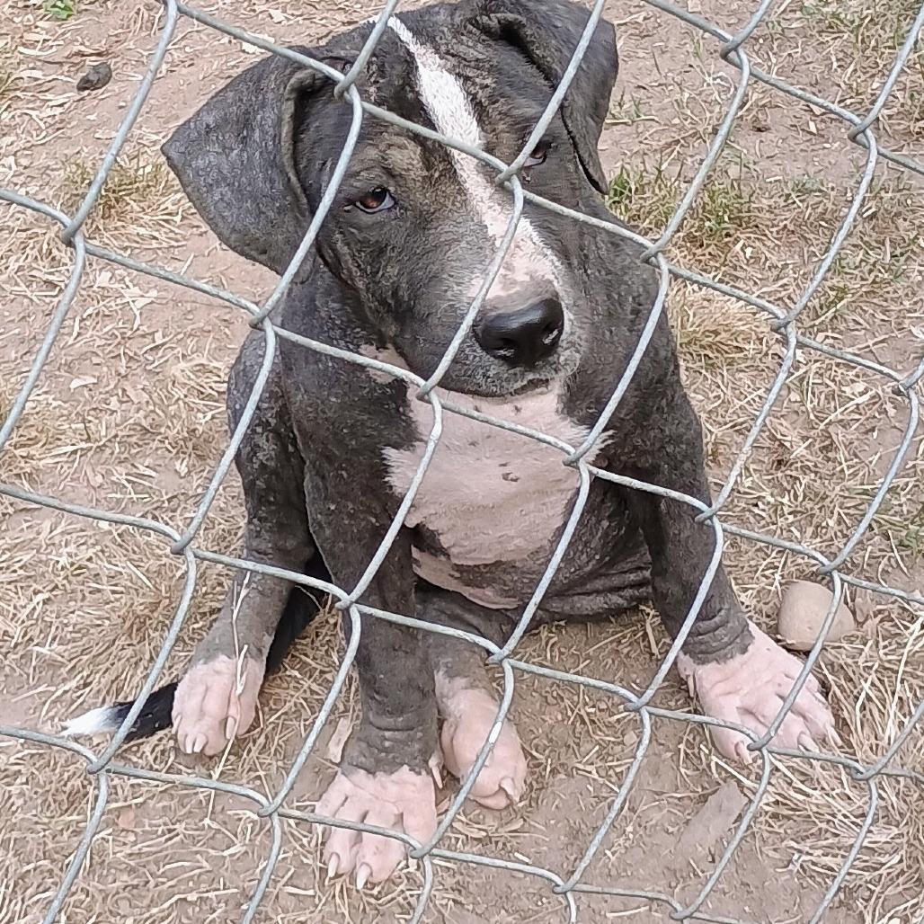 Enlarge Annie, a Adoptable mixed breed in Rossville, GA image 2/2