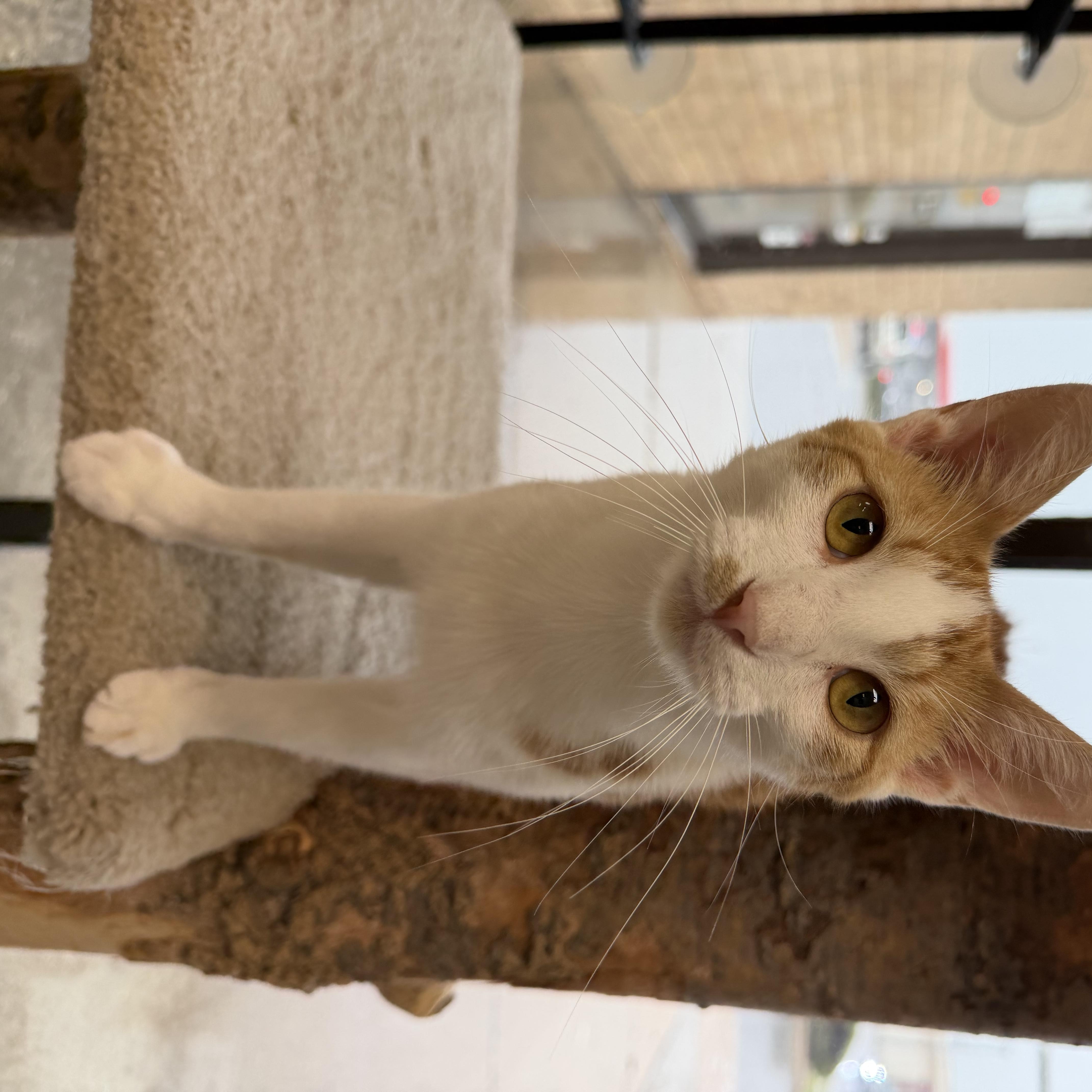 Enlarge Lego Star Wars Luke Skywalker, an adopted Domestic Short Hair in Madison, WI image 2/5
