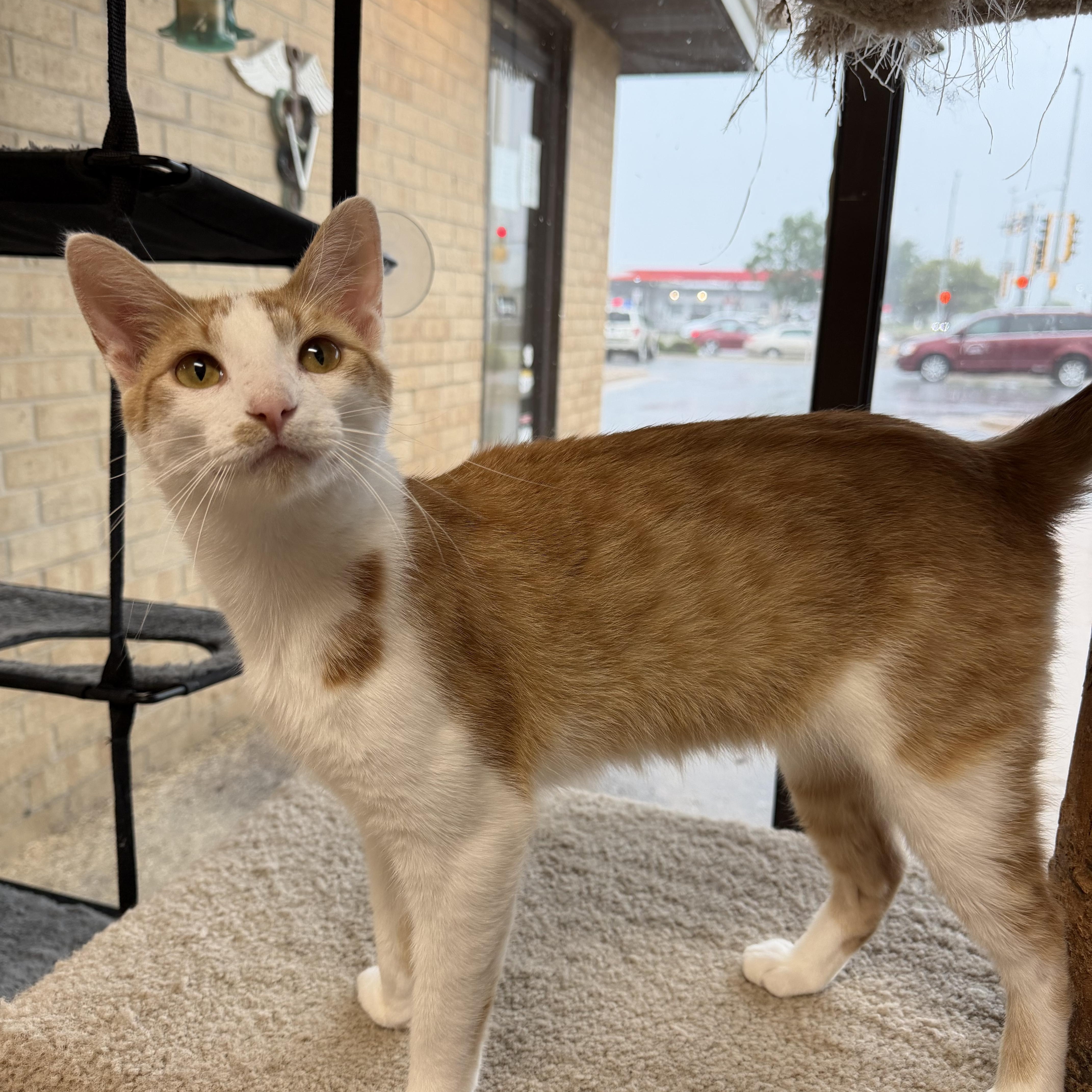 Enlarge Lego Star Wars Luke Skywalker, an adopted Domestic Short Hair in Madison, WI image 4/5
