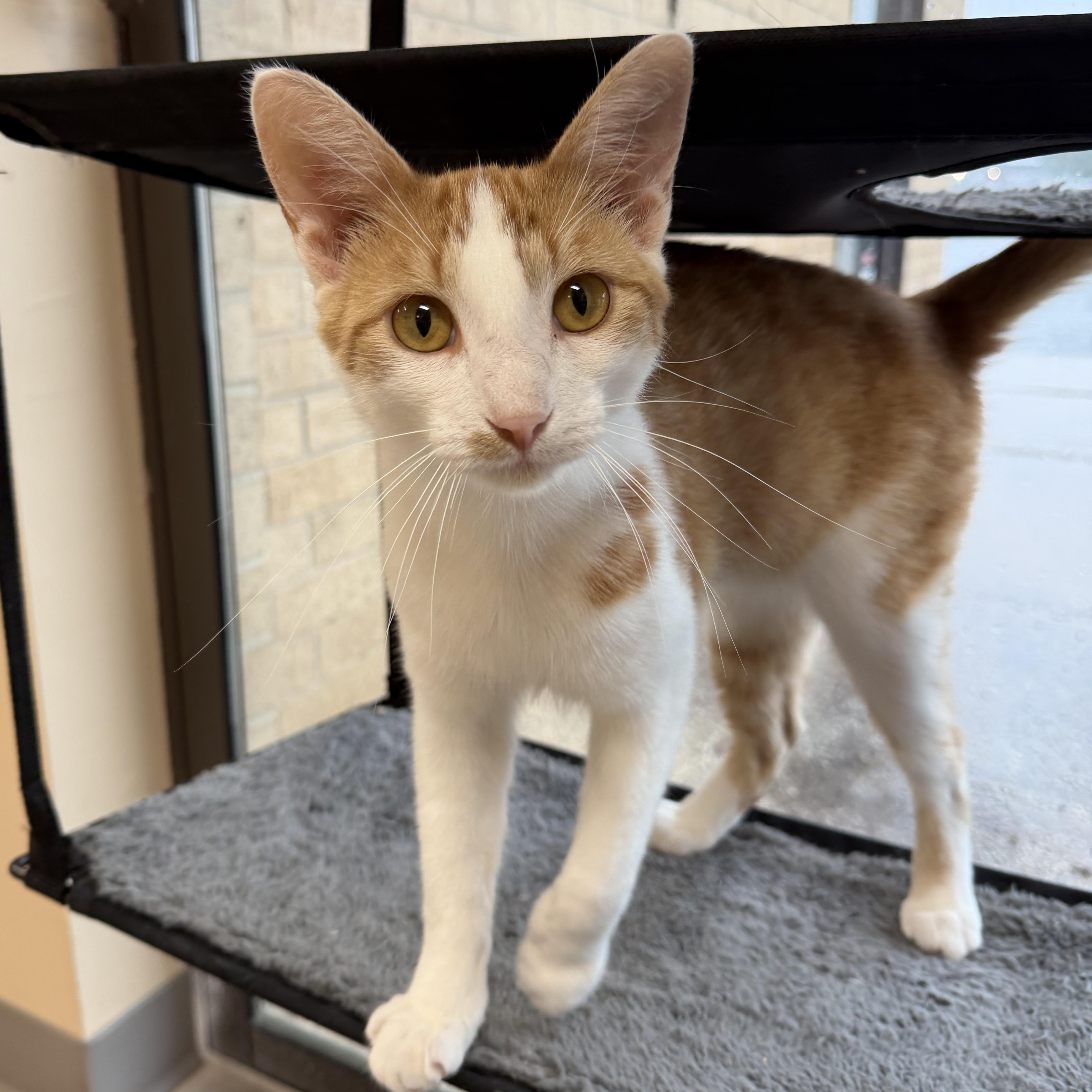 Enlarge Lego Star Wars Luke Skywalker, an adopted Domestic Short Hair in Madison, WI image 3/5
