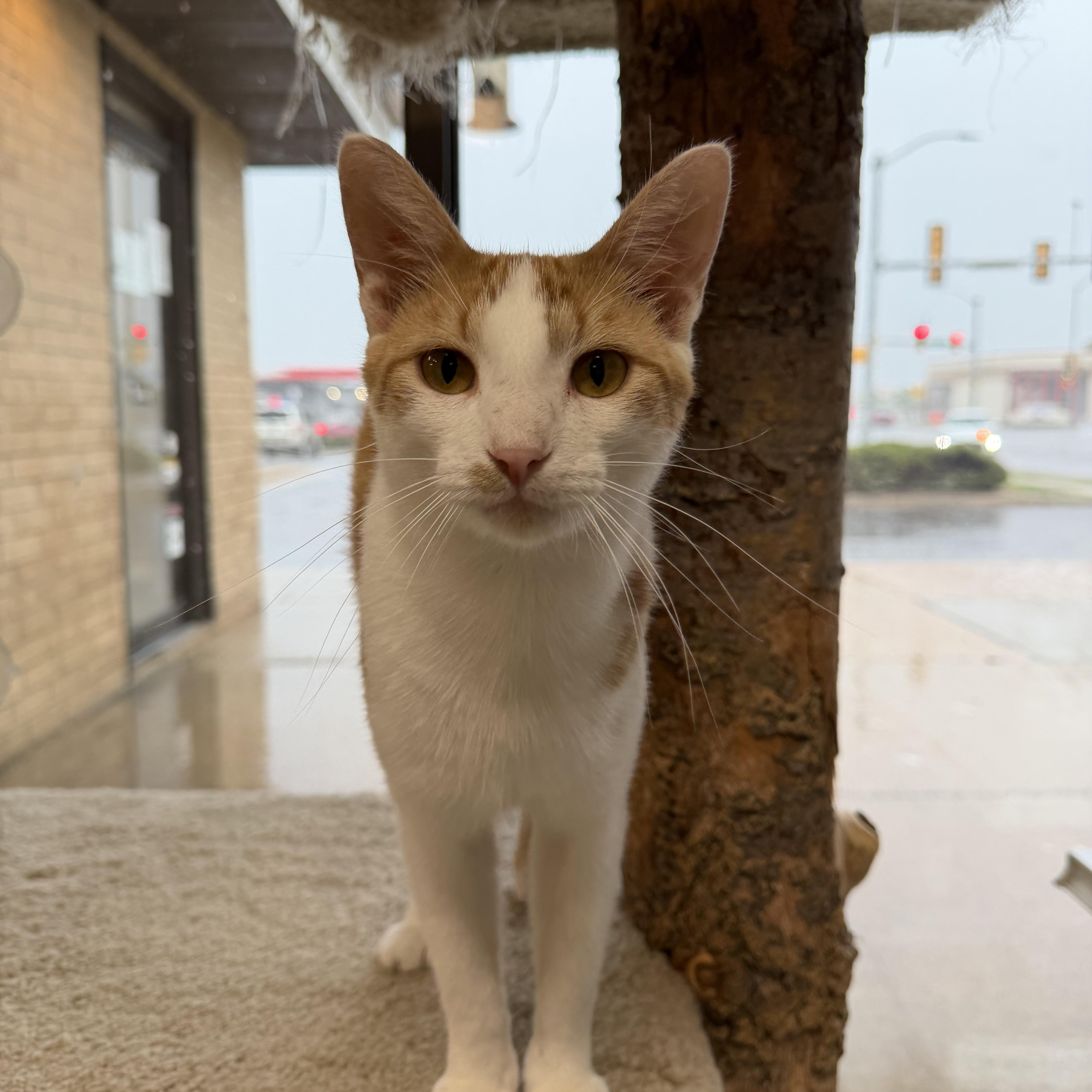 Lego Star Wars Luke Skywalker, adopted, Adult Male Domestic Short Hair.