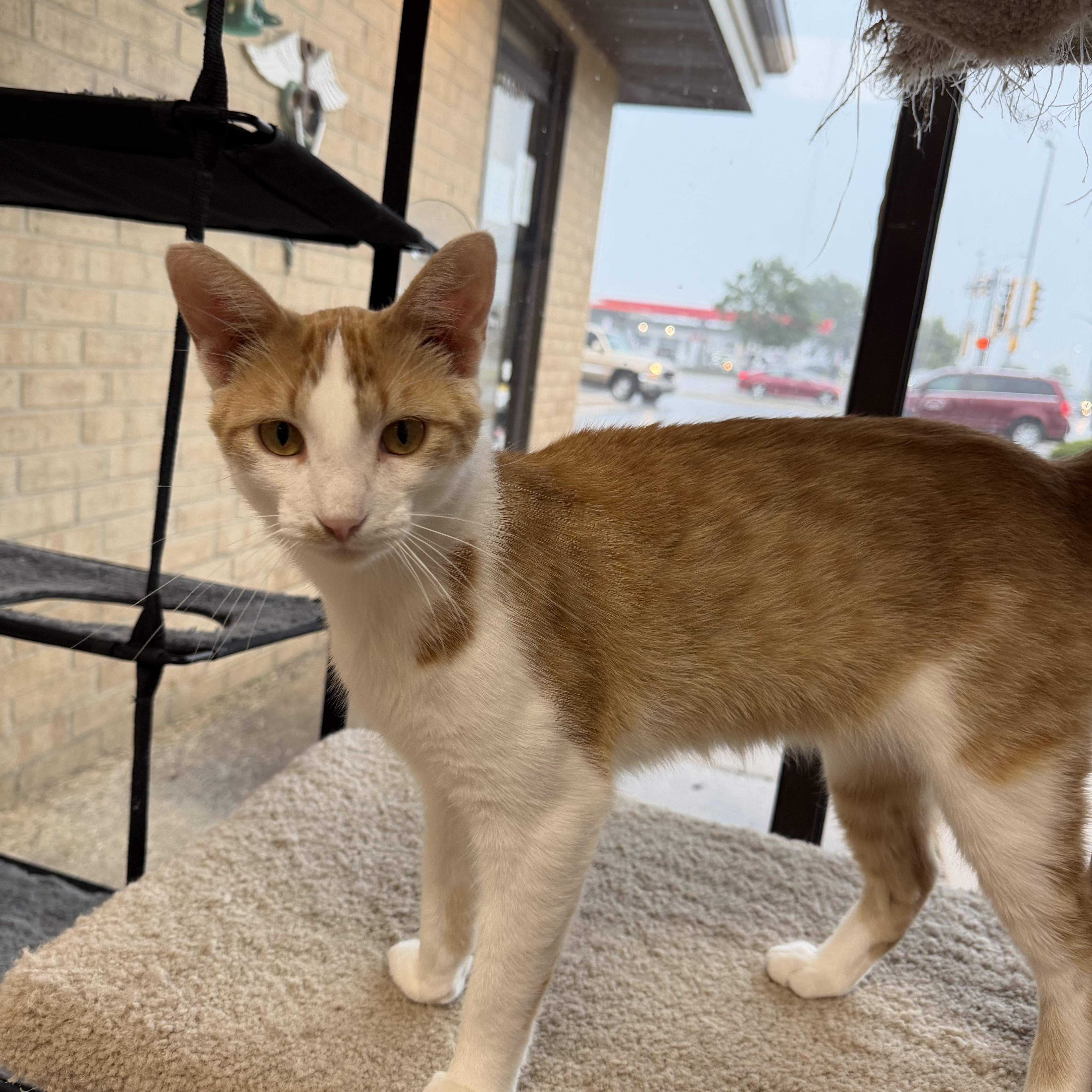 Enlarge Lego Star Wars Luke Skywalker, an adopted Domestic Short Hair in Madison, WI image 5/5