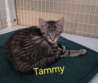Enlarge Tammy (Available est 6/19/26), a Adoptable mixed breed in Williamsburg, IA image 1/1