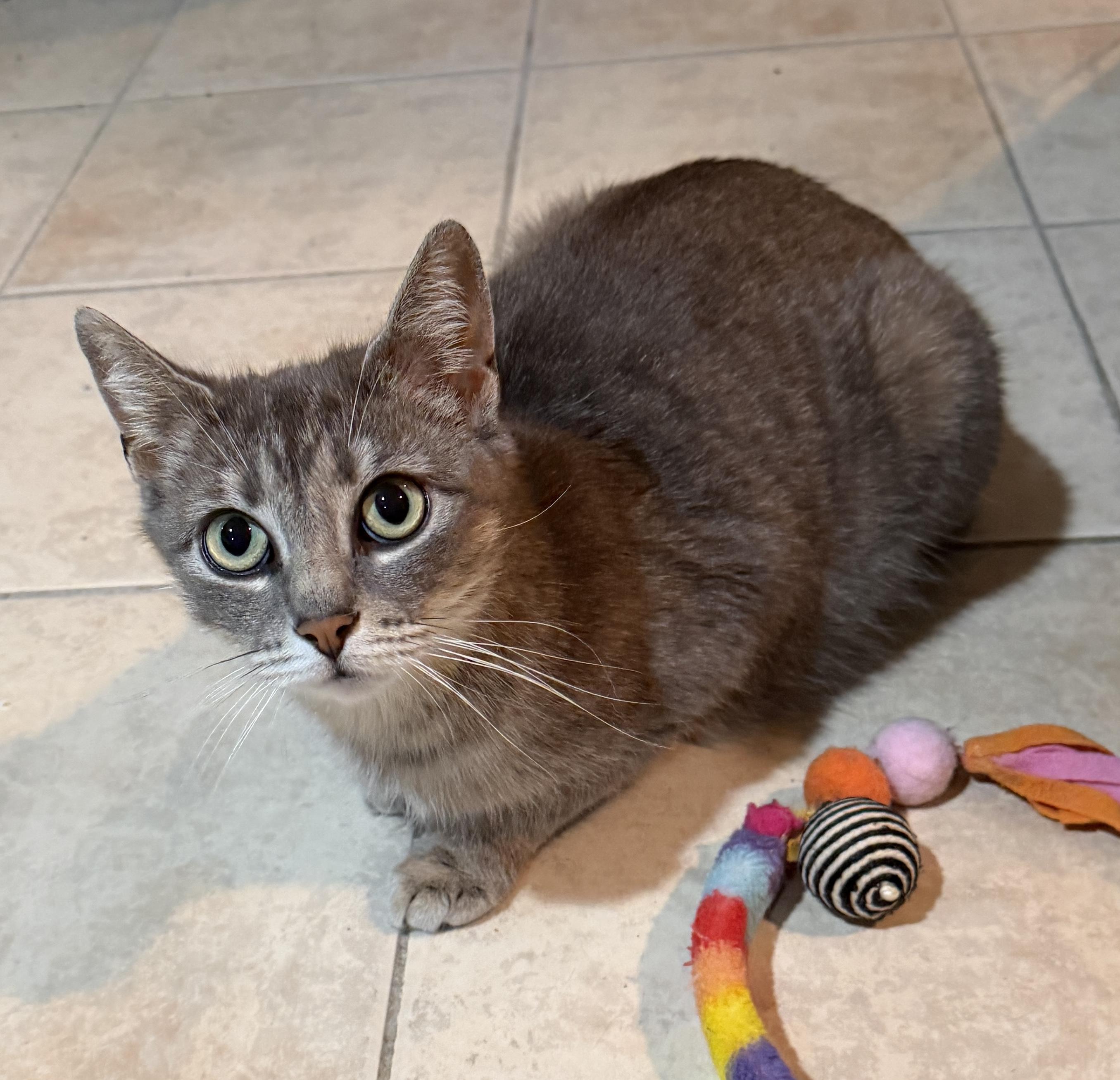 Enlarge Opal, a ADOPTABLE Domestic Short Hair in East Hanover, NJ image 2/2