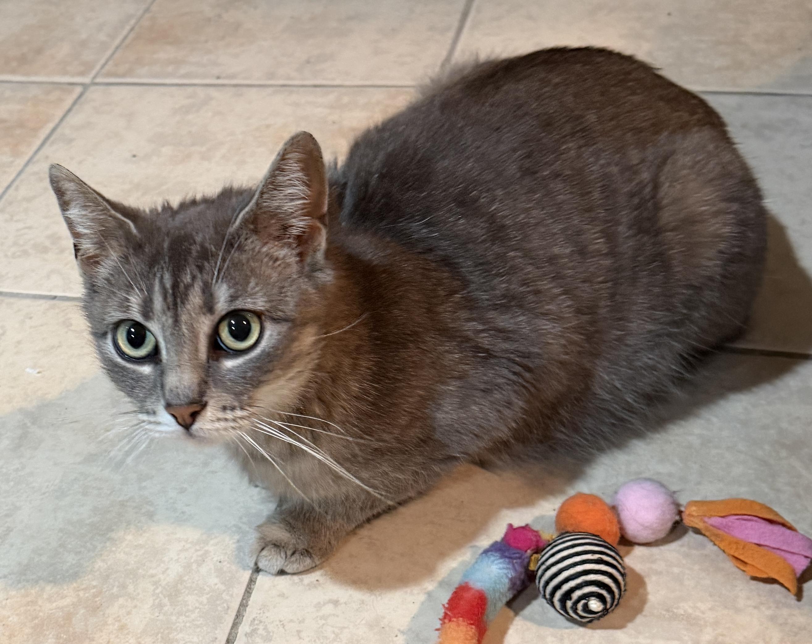 Opal, ADOPTABLE, Adult Female Domestic Short Hair.