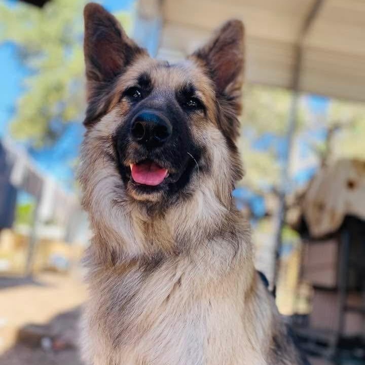 Enlarge Edie PC, an adopted mixed breed in Federal Way, WA image 4/5