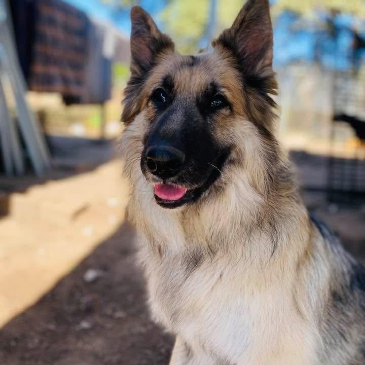 Enlarge Edie PC, an adopted mixed breed in Federal Way, WA image 3/5