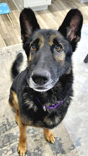 Enlarge MARKUS, a Adoptable German Shepherd Dog in Sacramento, CA image 1/1