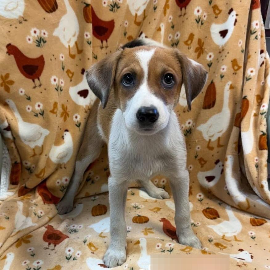 Enlarge Blossom 1025, a Adoptable Mixed Breed in Kittanning, PA image 1/2