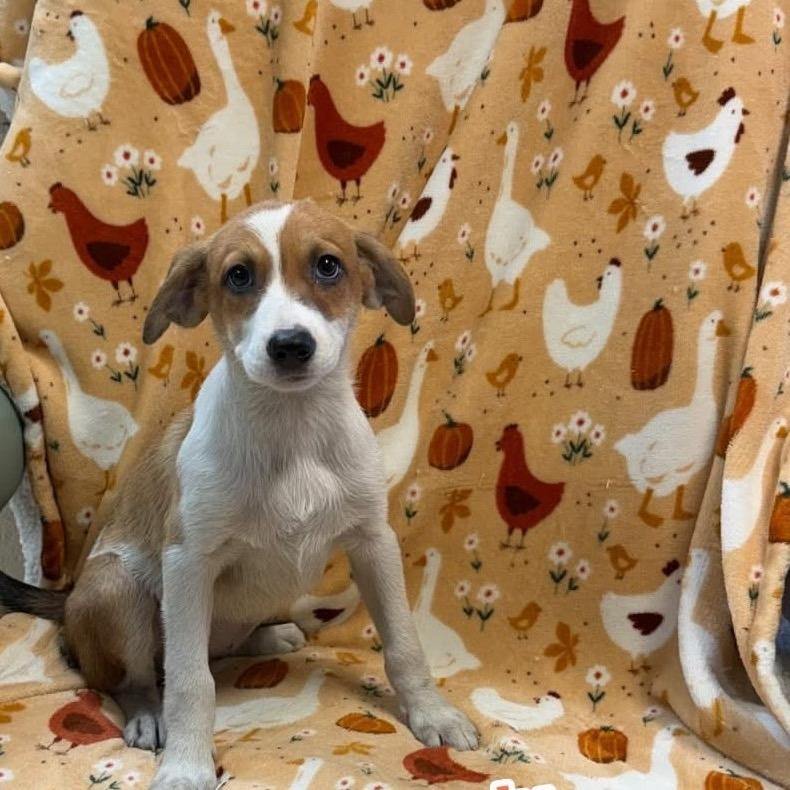 Enlarge Blossom 1025, a Adoptable Mixed Breed in Kittanning, PA image 2/2