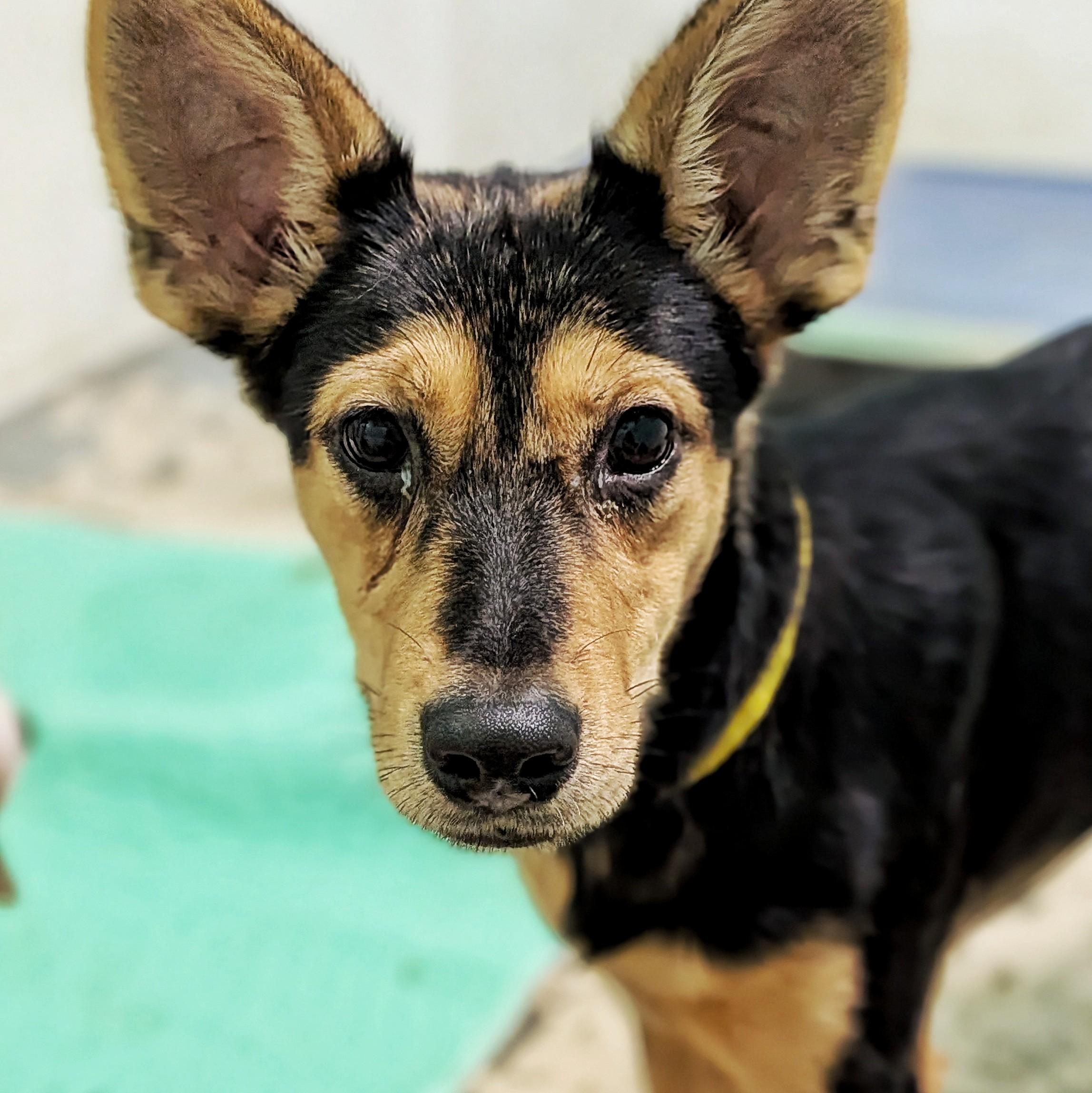 Nova, an adopted mixed breed in Eustis, FL image 2/2