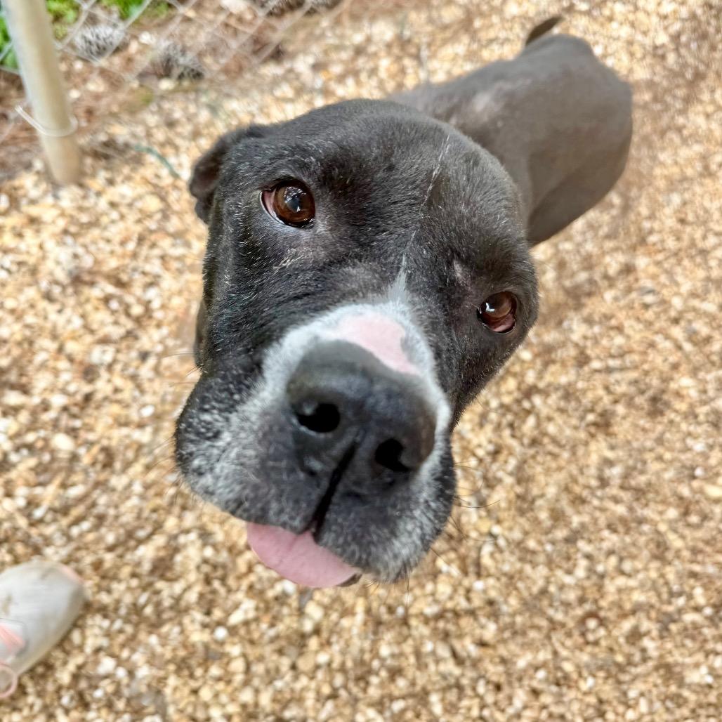 Enlarge Lloyd, a Adoptable mixed breed in Opelika, AL image 1/6