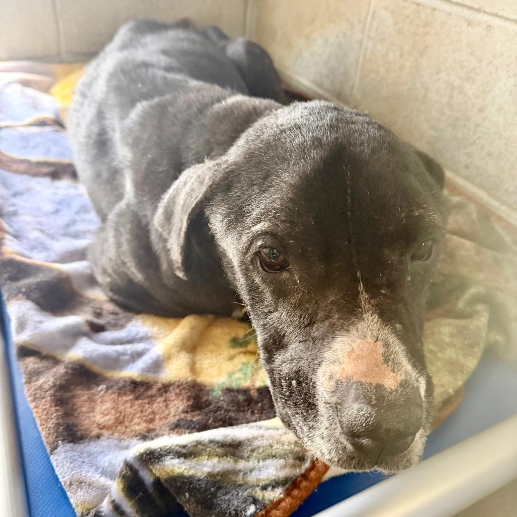 Enlarge Lloyd, a Adoptable mixed breed in Opelika, AL image 2/6