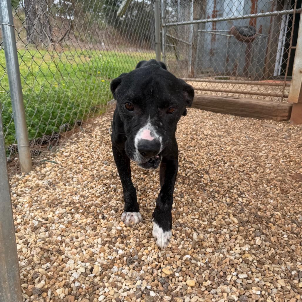 Enlarge Lloyd, a Adoptable mixed breed in Opelika, AL image 3/6