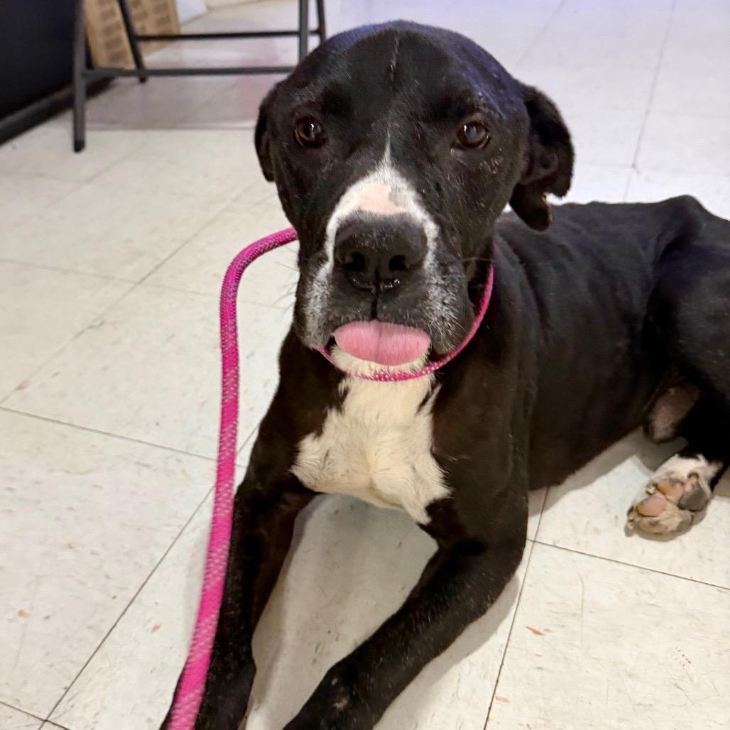 Enlarge Lloyd, a Adoptable mixed breed in Opelika, AL image 3/6