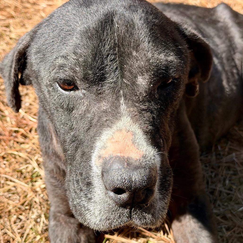 Enlarge Lloyd, a Adoptable mixed breed in Opelika, AL image 5/6