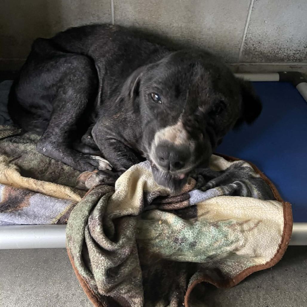 Enlarge Lloyd, a Adoptable mixed breed in Opelika, AL image 6/6