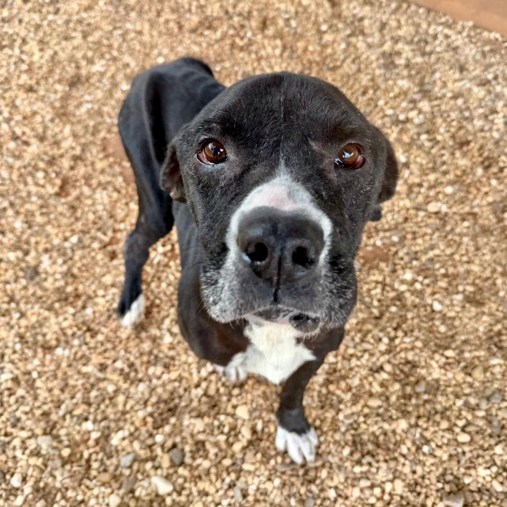 Enlarge Lloyd, a Adoptable mixed breed in Opelika, AL image 4/6