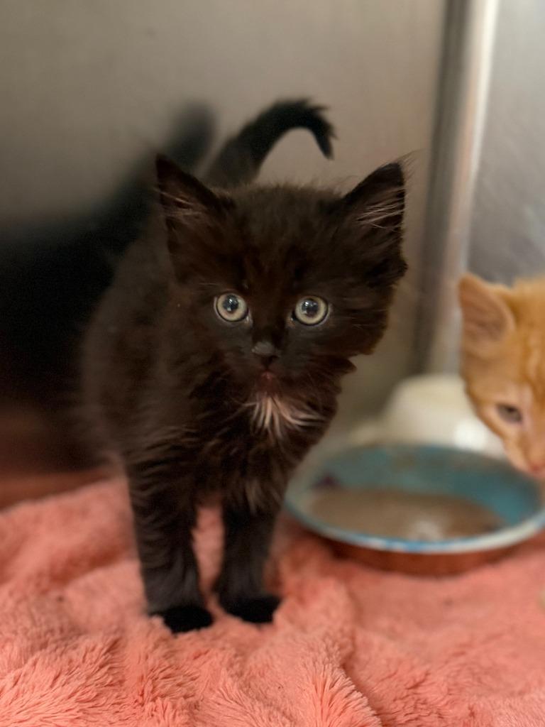 Aquarius, Adoptable, Kitten Female Domestic Medium Hair.