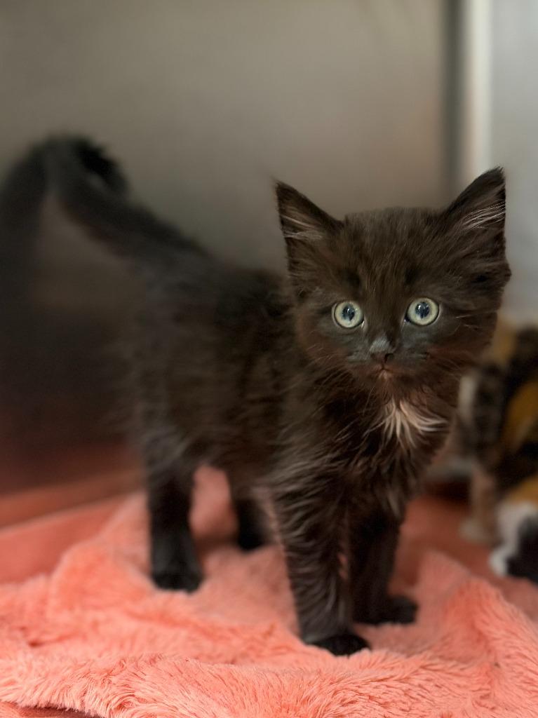 Enlarge Aquarius, a Adoptable mixed breed in Carthage, MO image 2/3