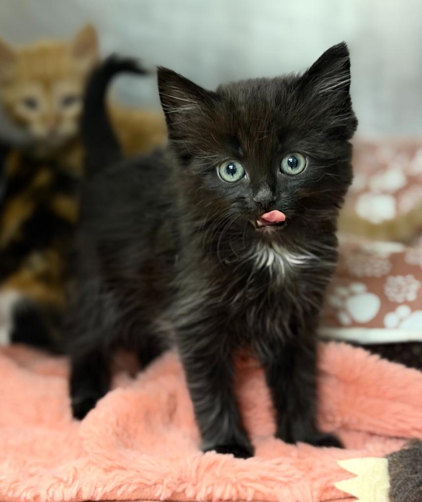 Enlarge Aquarius, a Adoptable mixed breed in Carthage, MO image 3/3