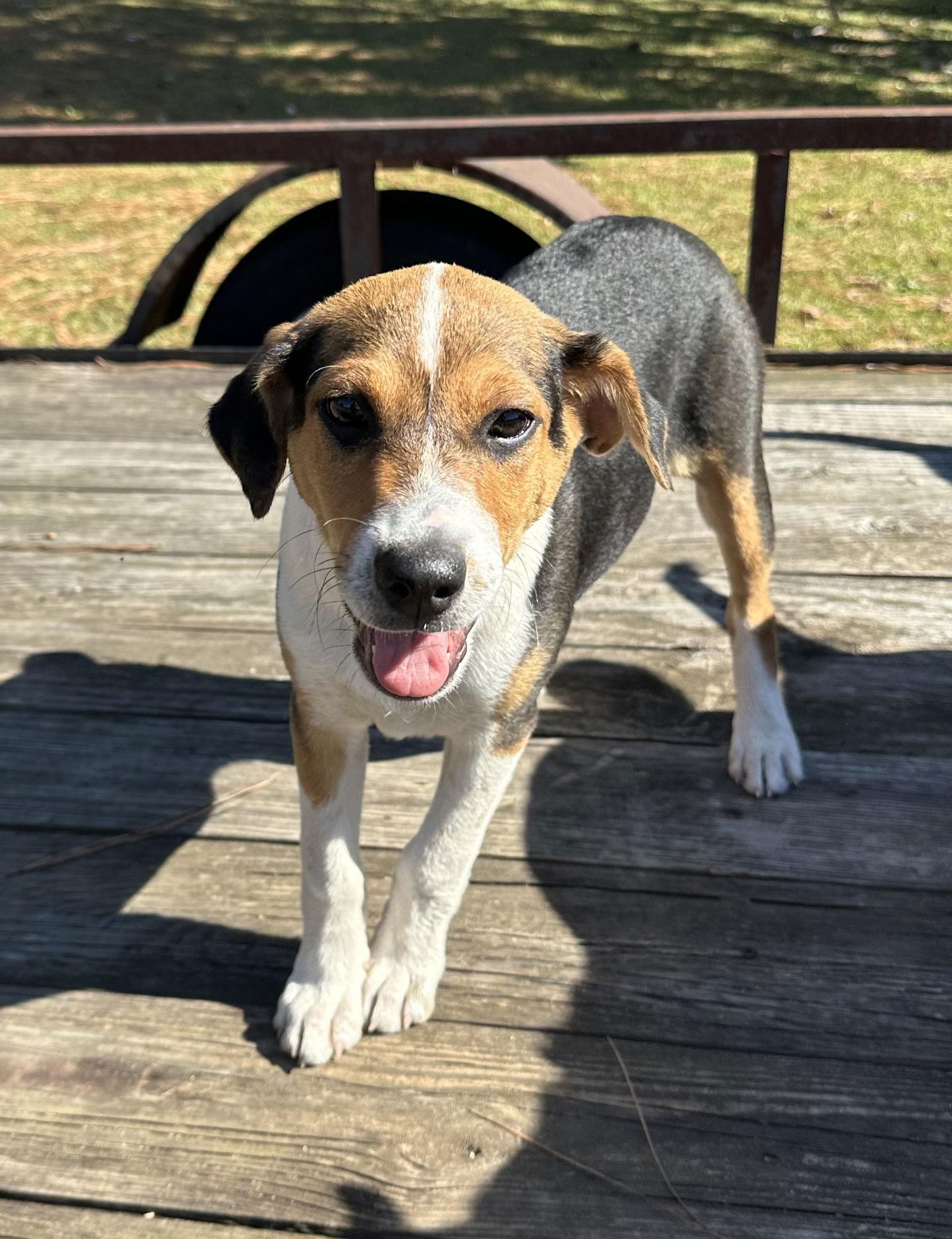 "Cookie" Crisp, a Adopted mixed breed in Garner, NC image 2/3