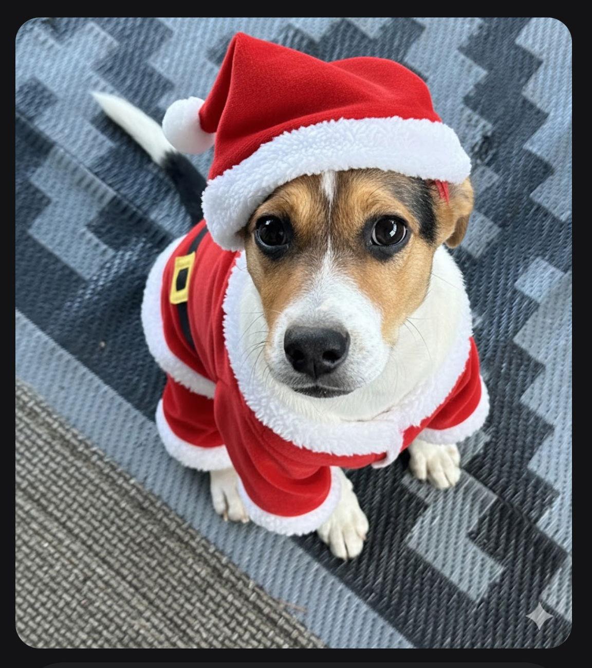 "Cookie" Crisp, a Adopted mixed breed in Garner, NC image 3/3