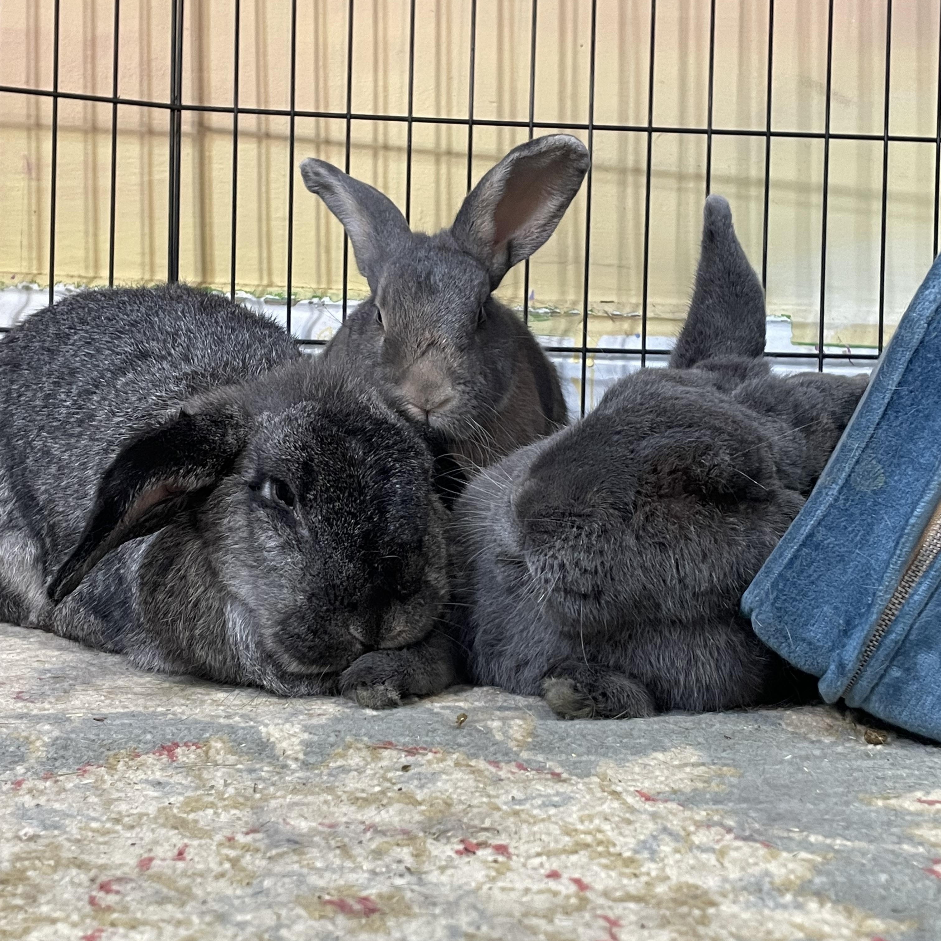 Enlarge Bowie- Courtesy Post, a ADOPTABLE Silver Fox in Midlothian, VA image 3/5