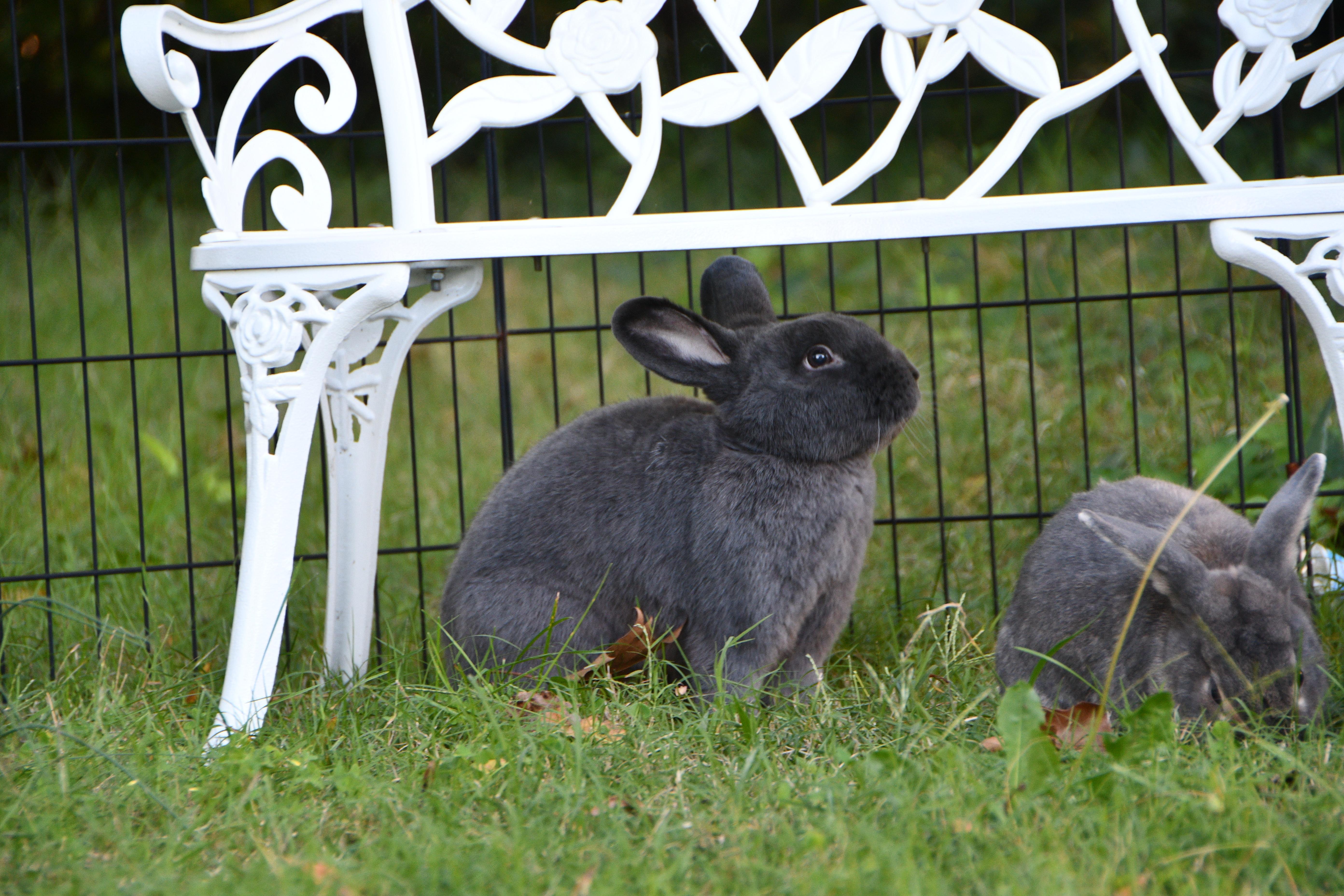 Enlarge Bowie- Courtesy Post, a ADOPTABLE Silver Fox in Midlothian, VA image 5/5