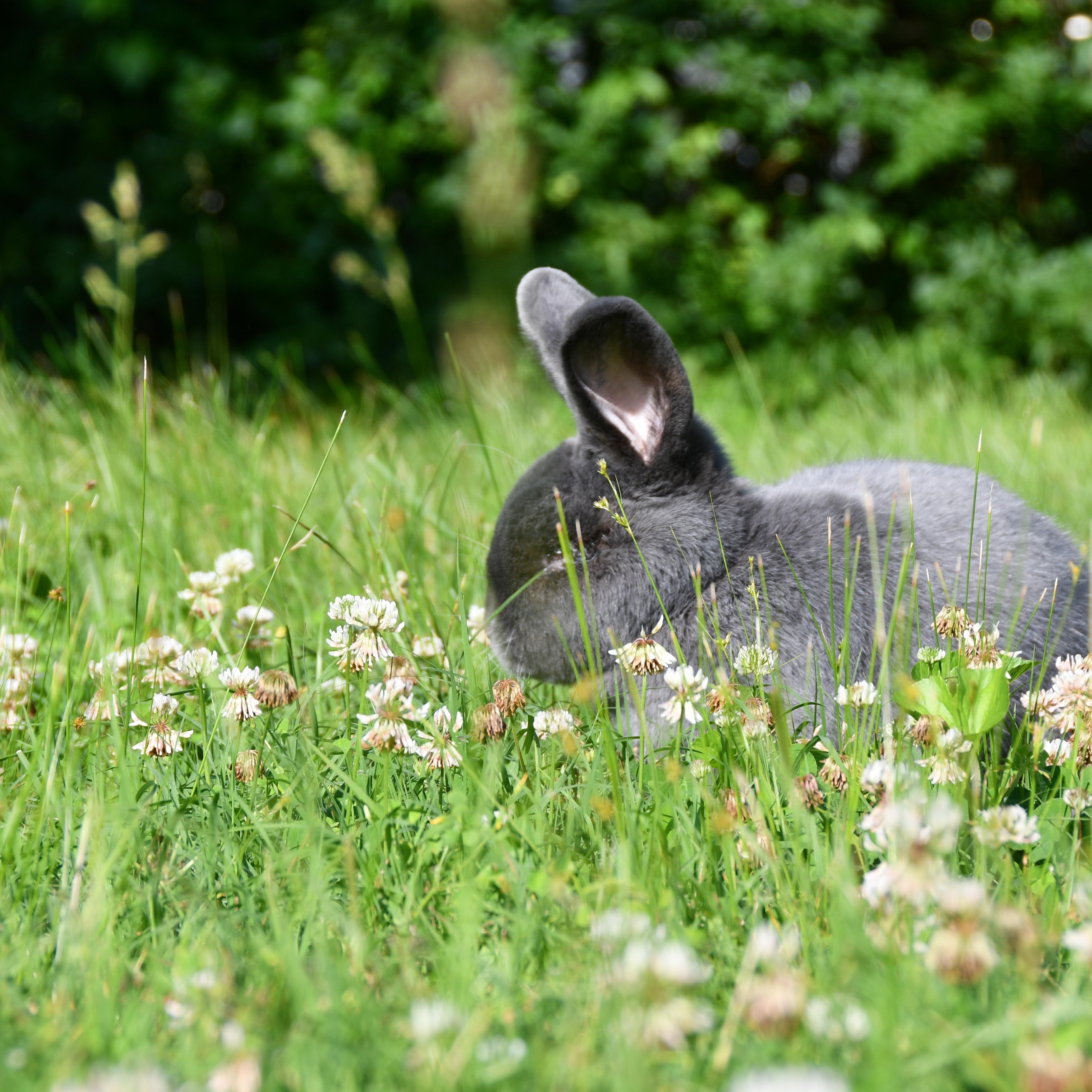 Enlarge Bowie- Courtesy Post, a ADOPTABLE Silver Fox in Midlothian, VA image 4/5