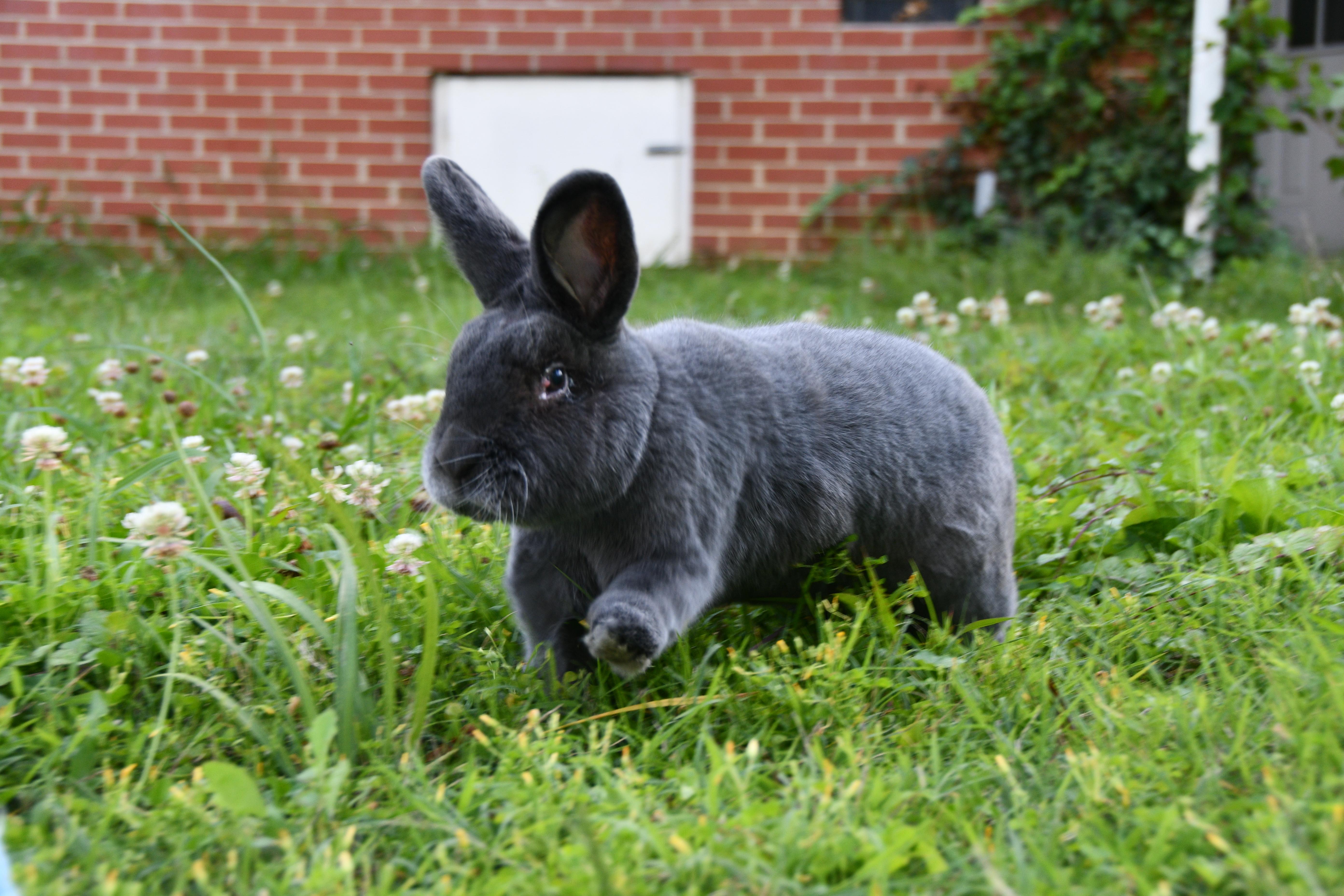 Bowie- Courtesy Post, ADOPTABLE, Adult Male Silver Fox.