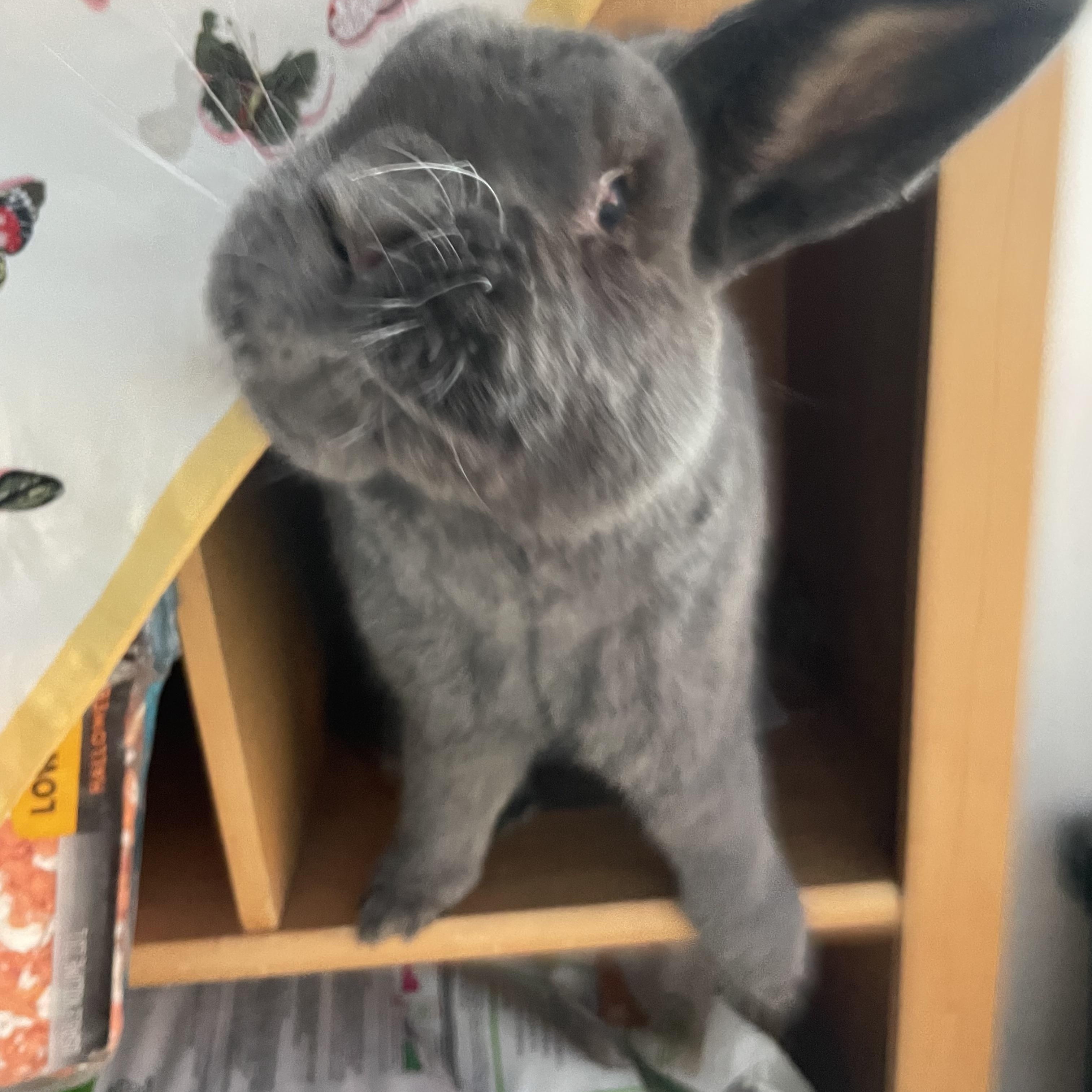 Enlarge Bowie- Courtesy Post, a ADOPTABLE Silver Fox in Midlothian, VA image 2/5