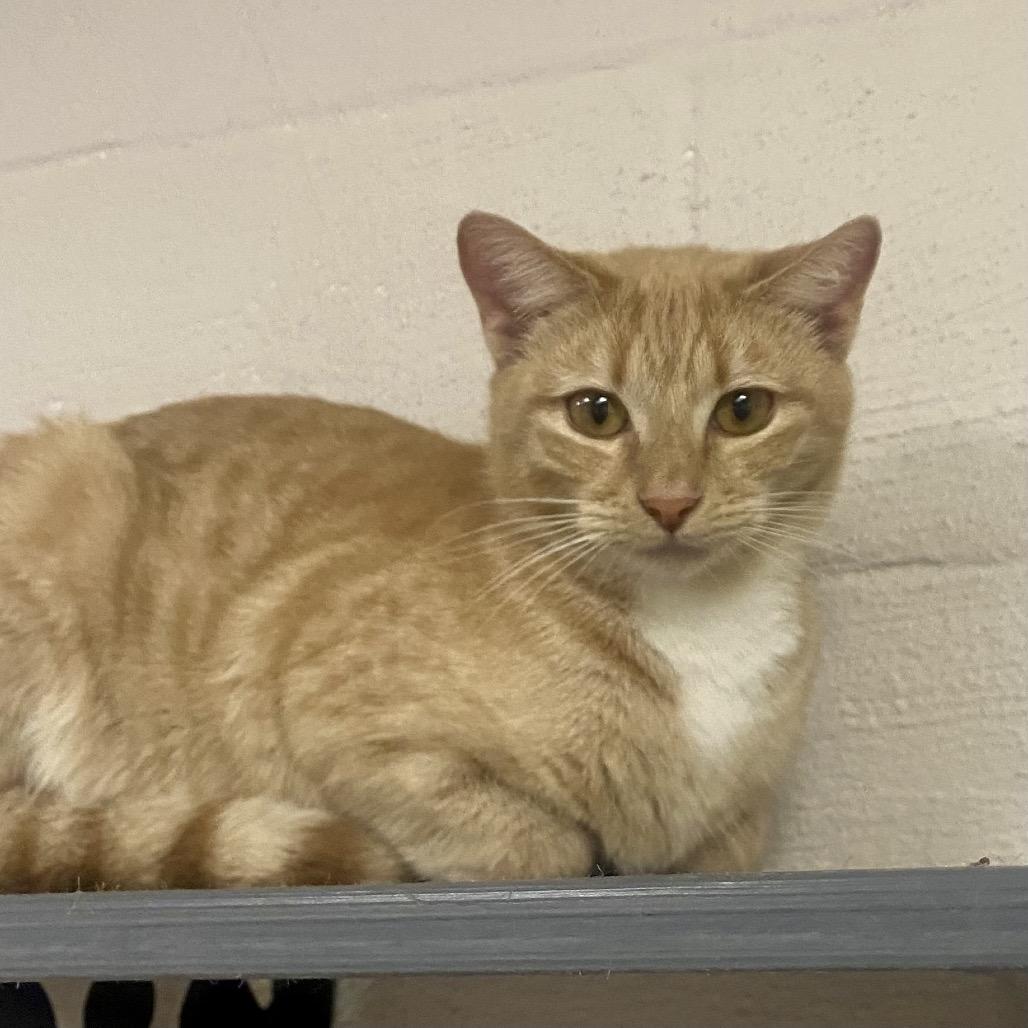 Enlarge Jenga, a Adoptable Domestic Short Hair in Hopkinton, MA image 1/2