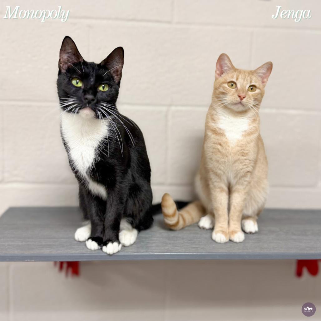 Enlarge Jenga, a Adoptable Domestic Short Hair in Hopkinton, MA image 2/2