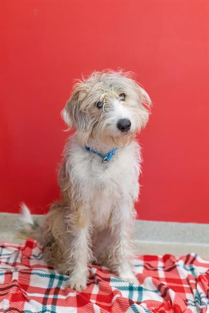 Enlarge STELLA, a Adoptable mixed breed in Dedham, MA image 1/1