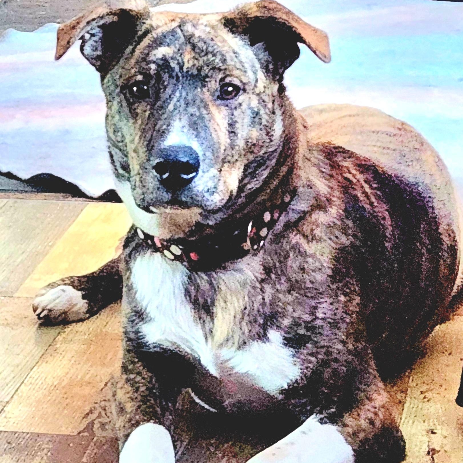 Boss, ADOPTABLE, Puppy Male Mixed Breed.