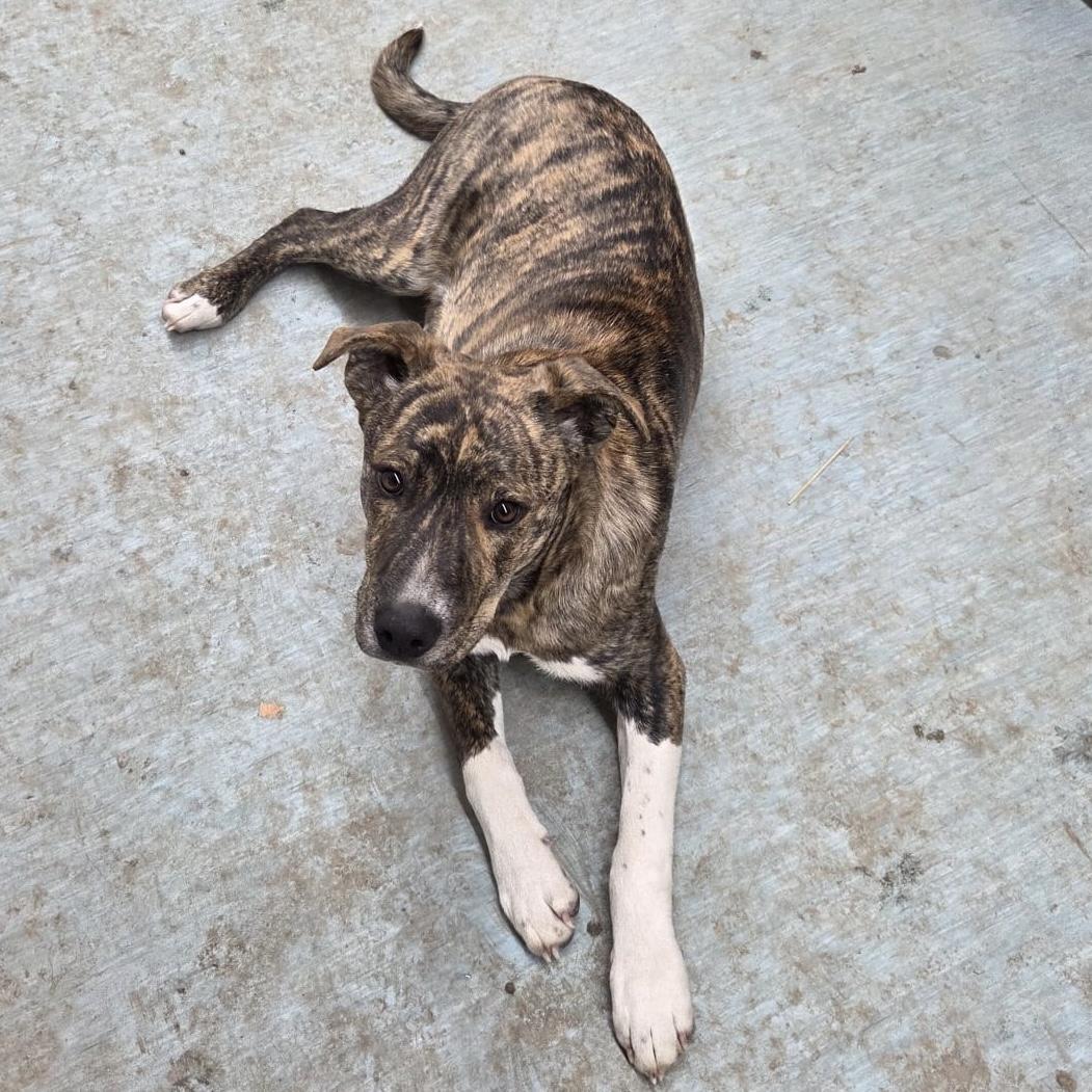 Enlarge Boss, a ADOPTABLE Mixed Breed in Edmonton, AB image 4/6