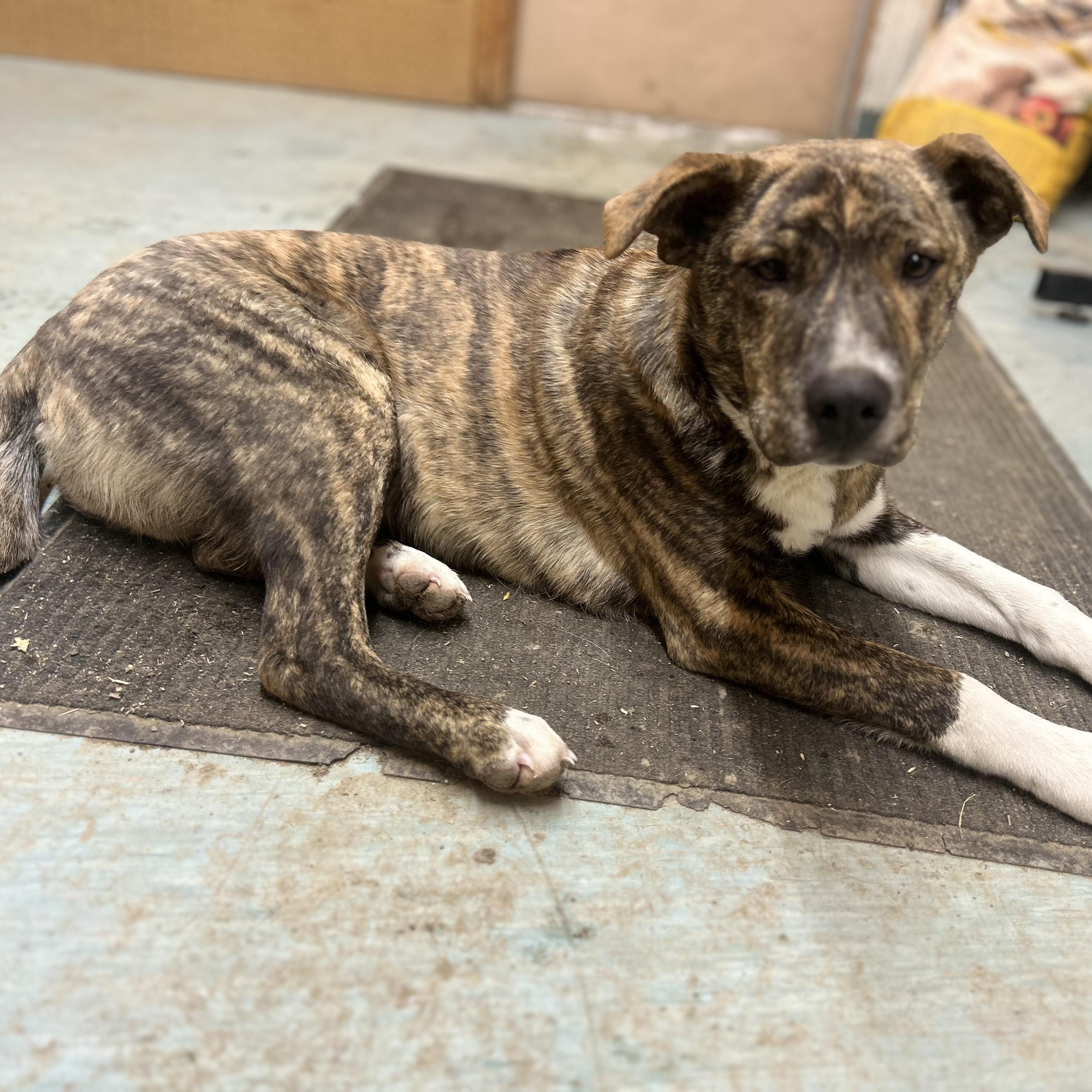 Enlarge Boss, a ADOPTABLE Mixed Breed in Edmonton, AB image 6/6