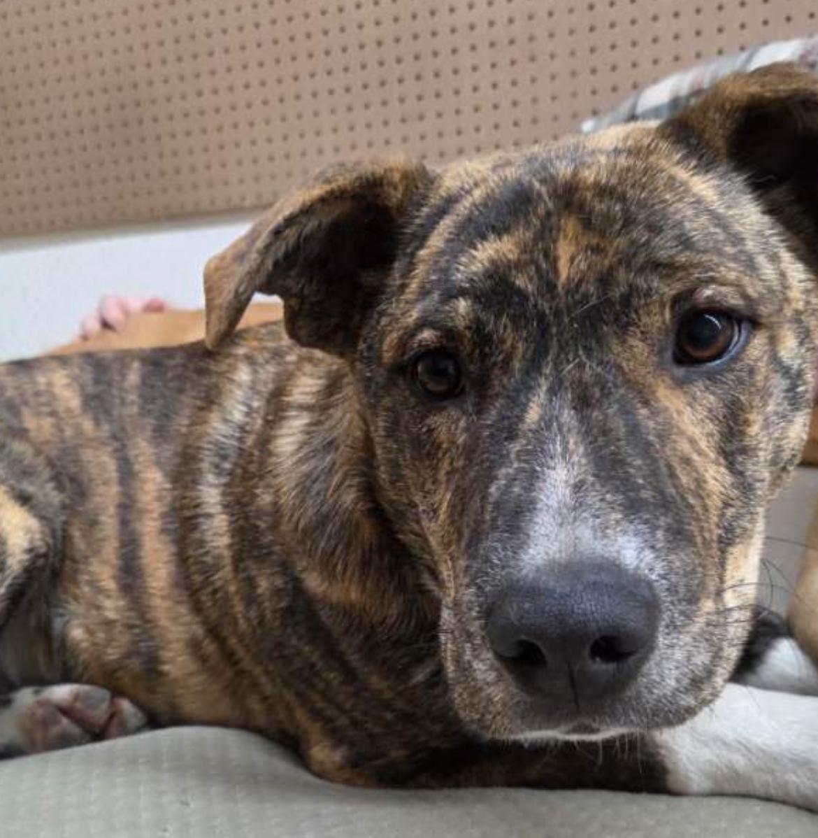 Enlarge Boss, a ADOPTABLE Mixed Breed in Edmonton, AB image 2/6