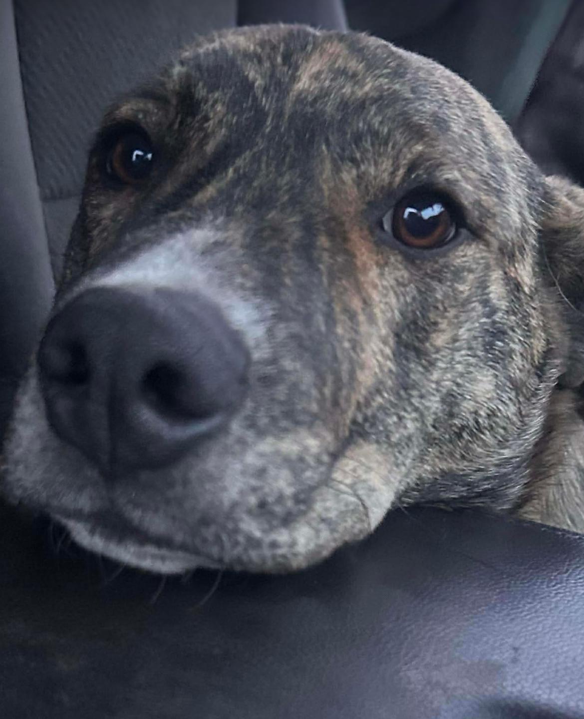 Enlarge Boss, a ADOPTABLE Mixed Breed in Edmonton, AB image 5/6