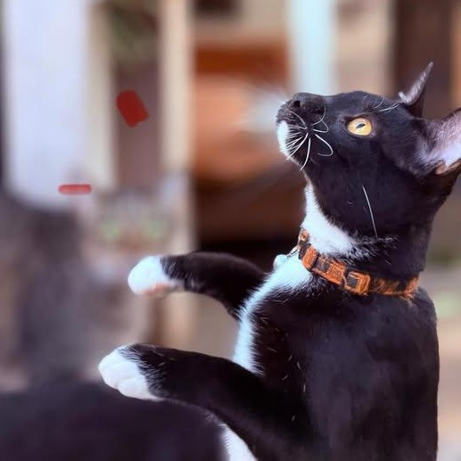 Tina Turner, Adoptable, Young Female Domestic Short Hair.