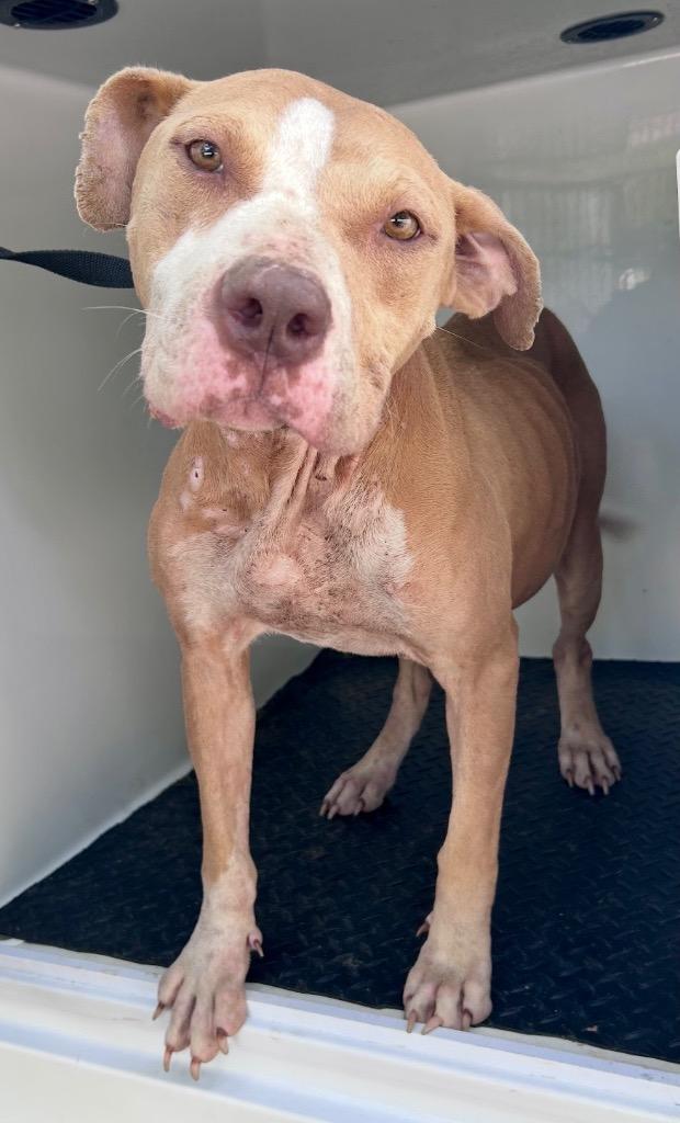 Enlarge Lucy B, a Adoptable mixed breed in Albany, GA image 1/6