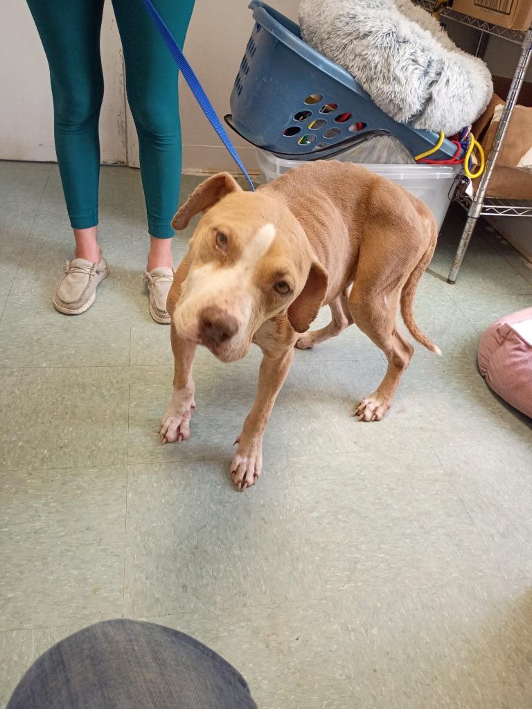 Enlarge Lucy B, a Adoptable mixed breed in Albany, GA image 2/6